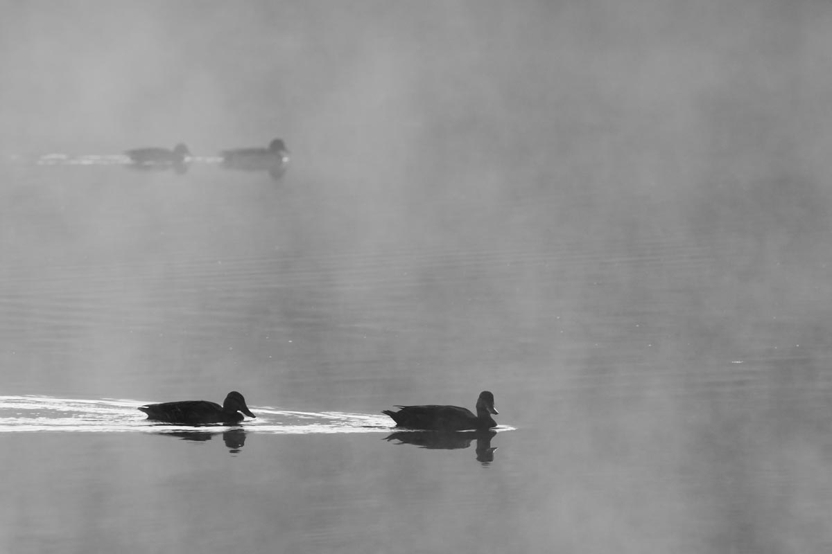 A visual link - click to view the Morning Fog series of fine art prints